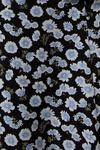 Dorothy Perkins Curve Blue Floral V Neck Frill Midi Dress thumbnail 5